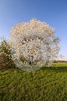 Cherrytree blooming