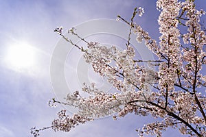 Cherrytree at springtime photo