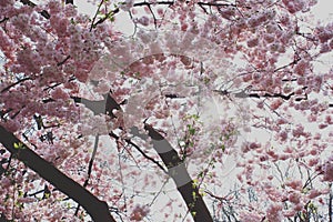 Cherrytree photo