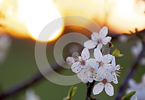 Cherrywood flowers