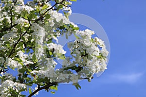 Cherrywood flowers and the sky