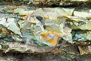 Chert layers closeup at Rainbow Rock, Oregon