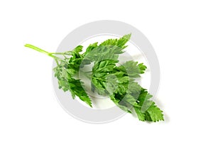 Chervil