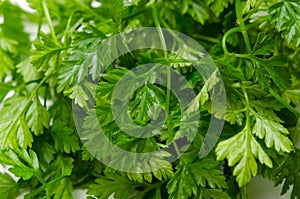 Chervil