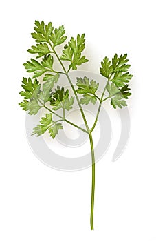 Chervil  Anthriscus cerefolium