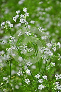 Chervil Anthriscus cerefolium