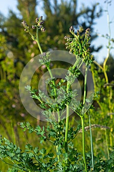 Chervil, Anthriscus cerefolium, French parsley or garden chervil blooming. White small flowers on high green stem on