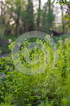 Chervil, Anthriscus cerefolium, French parsley or garden chervil blooming. White small flowers on high green stem on meadow