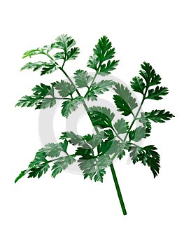 Chervil Anthriscus cerefolium, paths