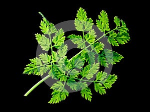 Chervil Anthriscus cerefolium, paths