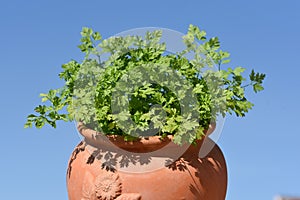 Chervil  Anthriscus cerefolium  pot