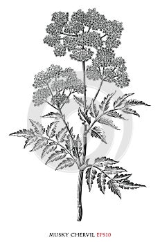 Chervil botanical vintage illustration black and white clip art
