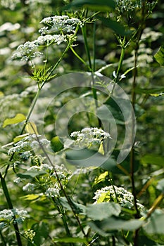 chervil in the forest photo