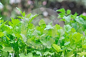 Chervil