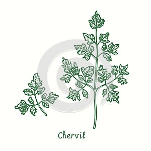 Chervil green twigs. Ink black and white doodle drawing