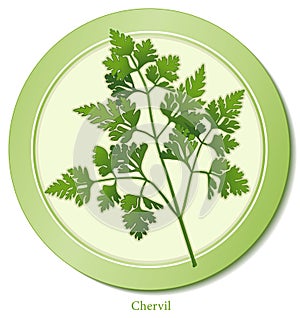 Chervil Herb