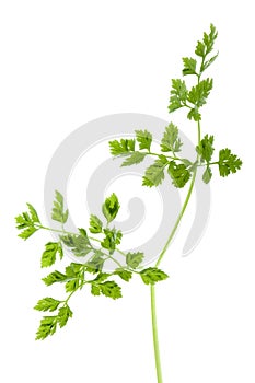 Chervil Leaves Isolated