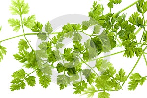 Chervil Leaves Isolated