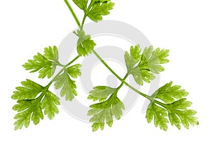 Chervil Leaves Isolated