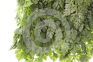 Chervil Leaves Isolated