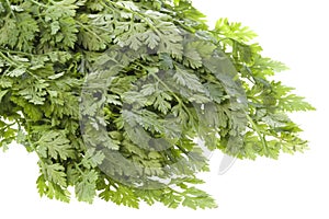 Chervil Leaves Isolated