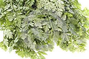 Chervil Leaves Isolated