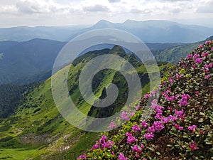 Chervona ruta rhododendron blosson in Marmarosi Carpathian Mountains