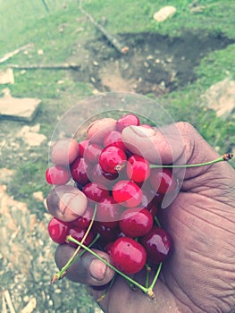 Chery fruit  in man hand