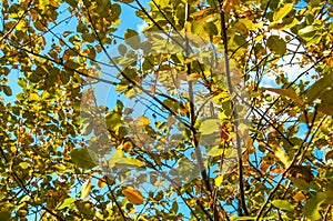 Cheryomukha. Cherry. fruits bird cherry and leaf on branch