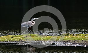 Chesapeake Bay Great Blue Heron