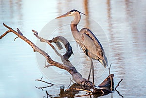 Chesapeake Bay Great Blue Heron fishing in a pond