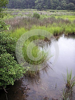 Chesapeake Bay Marsh