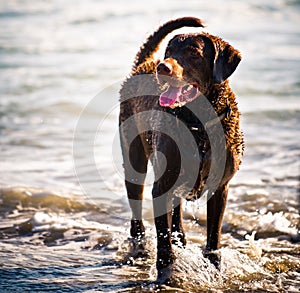 Chesapeake Bay Retriever photo