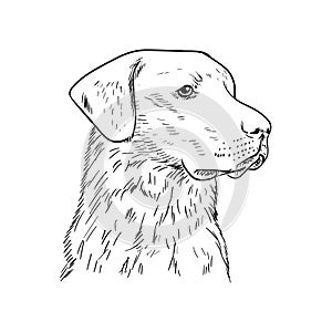 Chesapeake Bay Retriever