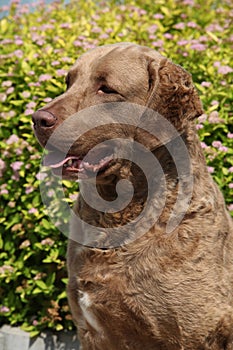 Chesapeake Bay Retriever in beautiful garden