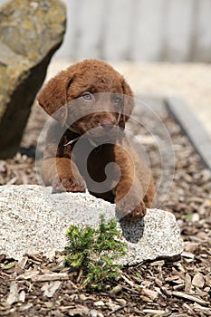 Chesapeake Bay Retriever puppy on stone