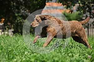 Chesapeake Bay Retriever running in garden