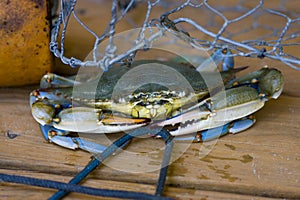 Chesapeake Blue Crab