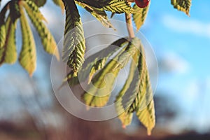 Cheshunt leaves in evening.