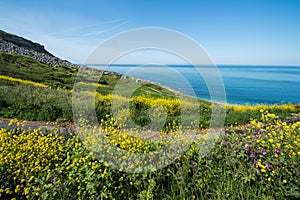 Chesil Beach Flowers
