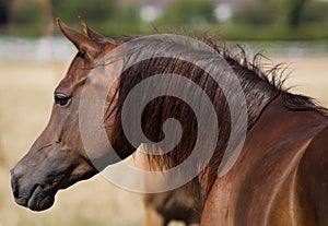 Chesnut arabian horse