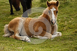 Chesnut Dartmoor Pony Foal