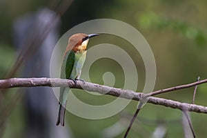 A chesnut-headed bee-eater in nature