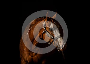 Chesnut horse with white blaze on black
