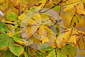 Chesnut leaves on an autumn day