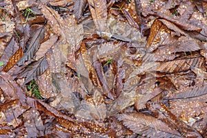Chesnut leaves on the floor in autumn.