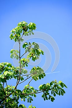 Chesnut leaves on spring time in Vilnius city