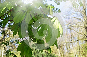 Chesnut tree leafes in sunlight