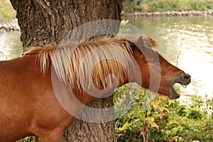 A chesnut yawning horse under a tree.