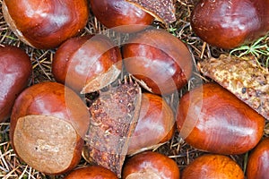 Chesnuts